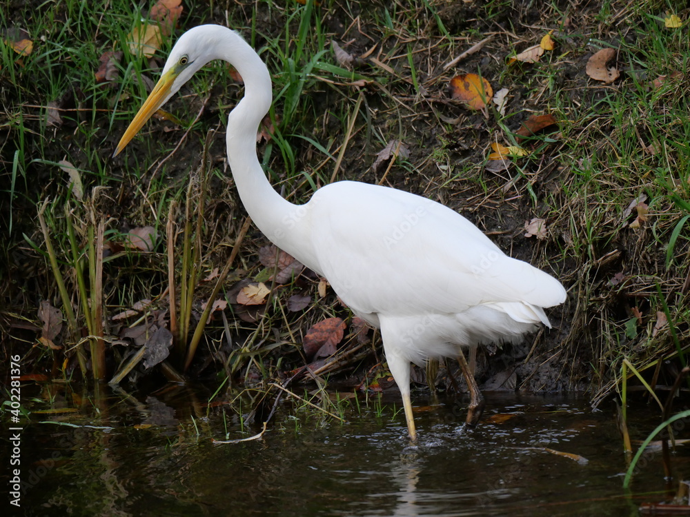 Fototapeta premium White Egret