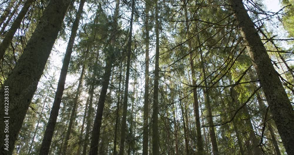 Low angle view of tall tree trunks in wild spruce forest tilt down Low angle view of tall tree trunks in wild spruce forest tilt down