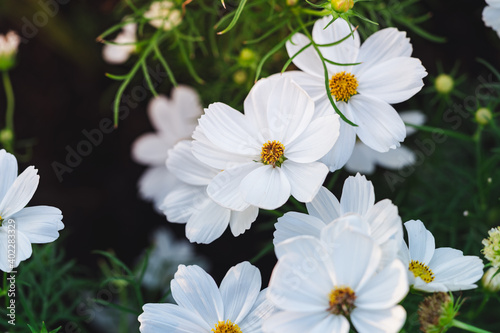 A close-up of white cosmos and sunset glow