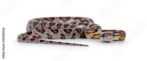 Eye level front view of young ghost colored Cornsnake aka Elaphe guttatus or Pantherophis guttatus, isolated on white background.