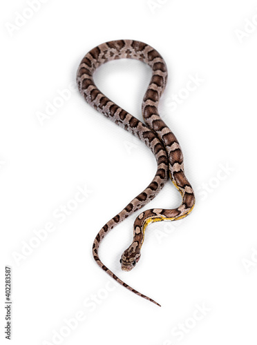 Top view of young ghost colored Cornsnake aka Elaphe guttatus or Pantherophis guttatus, isolated on white background.