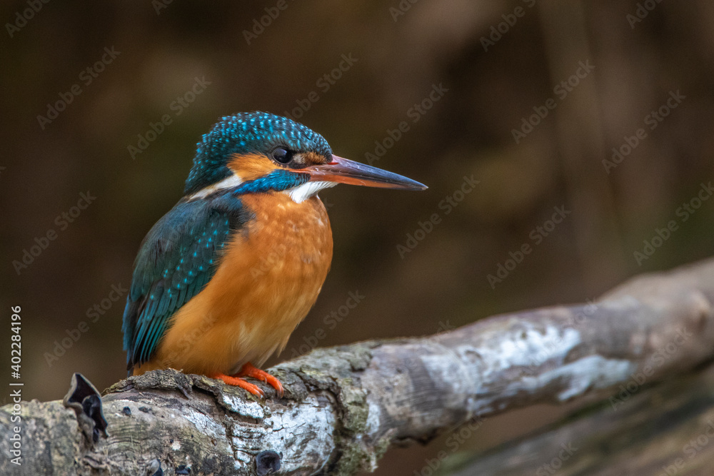 Eisvogel (Alcedo atthis) Weibchen