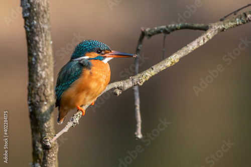 Eisvogel (Alcedo atthis) Weibchen