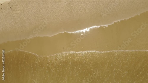 walking dogs on the beach vertical view from drone