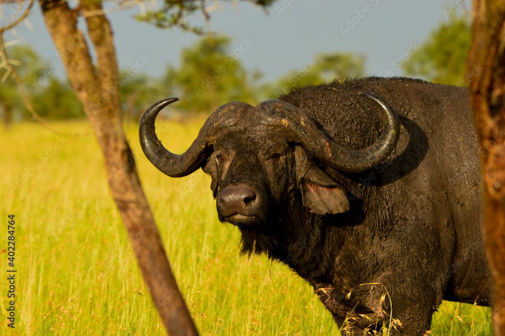 Obraz premium Kopf eines Wasserbüffels