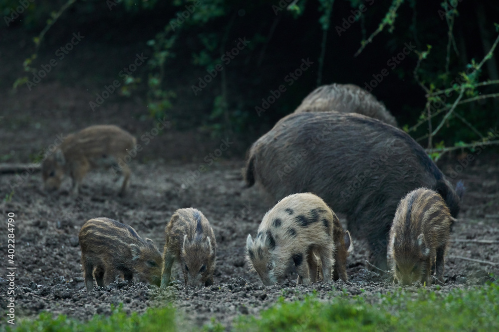 Wild hogs in the forest Wild hogs in the forest