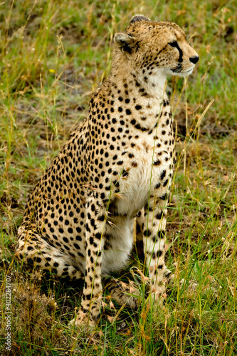 Gepard sitzt in der Serengeti 