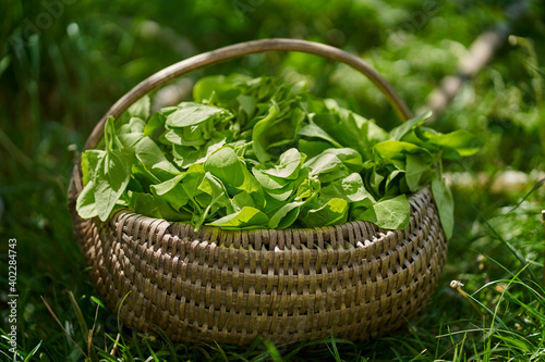 Basket with fresh orache