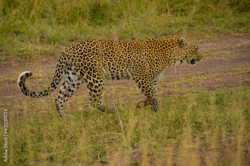 Leopard in der Serengeti 