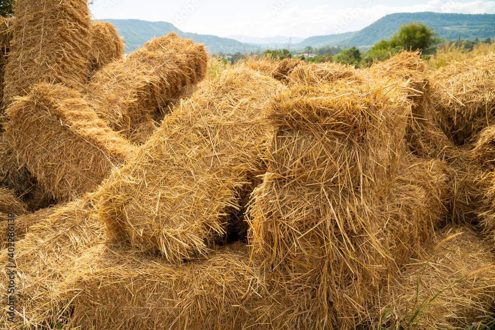 Reeds texture. Straw surface. Thatch pack canvas. Straw pack texture. Stack of straw texture image. Dry stems photo backdrop. Dry stalks of cereal plants background. Dry stems of cereals in sunny day. Reeds texture. Straw surface. Thatch pack canvas. Straw pack texture. Stack of straw texture image. Dry stems photo backdrop. Dry stalks of cereal plants background. Dry stems of cereals in sunny day.