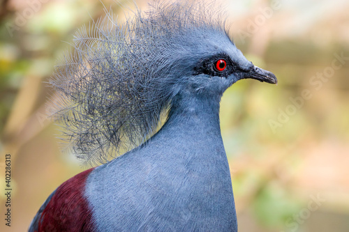 the closeup image of western crowned pigeon.  It is a large  blue-grey pigeon with blue lacy crests over the head and dark blue mask feathers around its eyes. Both sexes are almost similar.