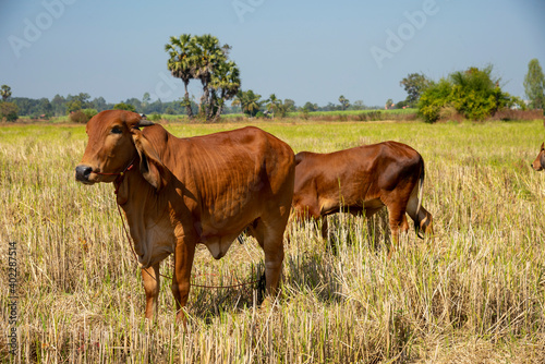 Brown cows standing in the rice field Thailand. © pornsawan