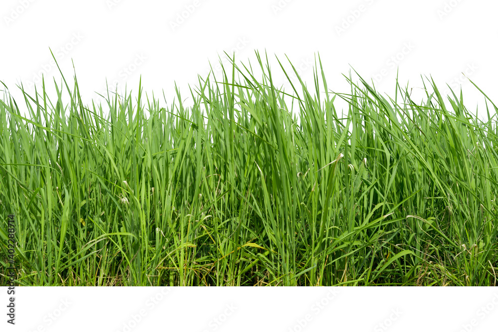 Green grass isolated on white background. Green grass isolated on white background.