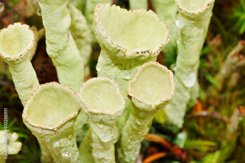 Cladonia pyxidata,  Echte Becherflechte  photo