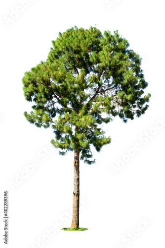 Isolated pine tree on a white background.
