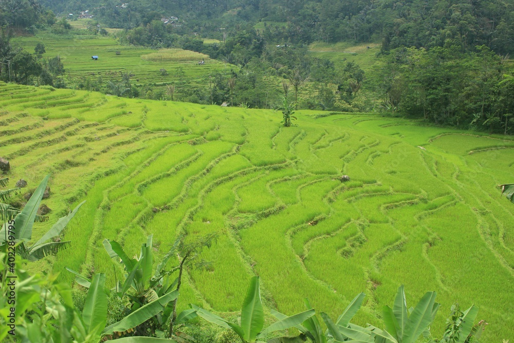 The beautiful rice terraced