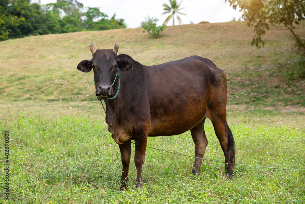 Brown Thai cows are grazing on the ground, which has rows of trees in the agricultural areas of the Thai countryside. Brown Thai cows are grazing on the ground, which has rows of trees in the agricultural areas of the Thai countryside.