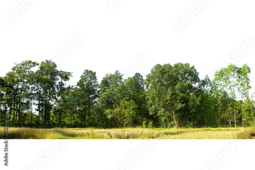 View of a High definition Treeline isolated on a white background.