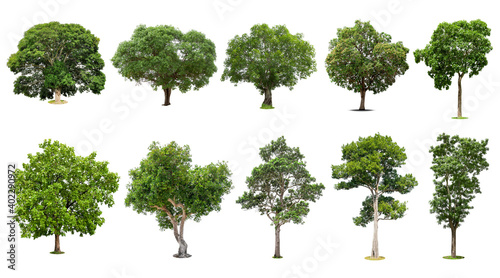 Tree collection  Beautiful large  Tropical tree Suitable for use in design  isolated on a white background.