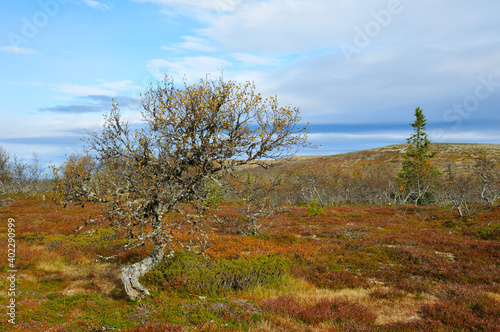 Lofsdalen in Mittelschweden im Herbst photo