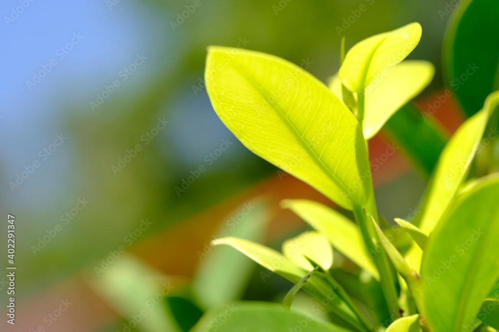Beautiful view of green leaf on blurred greenery background in garden with copy space, natural bokeh with daylight, concept, relaxing color and fresh atmosphere, photo for ecology background or banner Beautiful view of green leaf on blurred greenery background in garden with copy space, natural bokeh with daylight, concept, relaxing color and fresh atmosphere, photo for ecology background or banner
