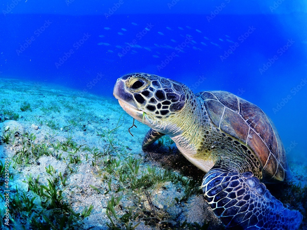 Fototapeta premium sea turtle underwater green turtle swim blue water