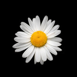 The flower of a white daisy with an orange heart and white petals against a black background.