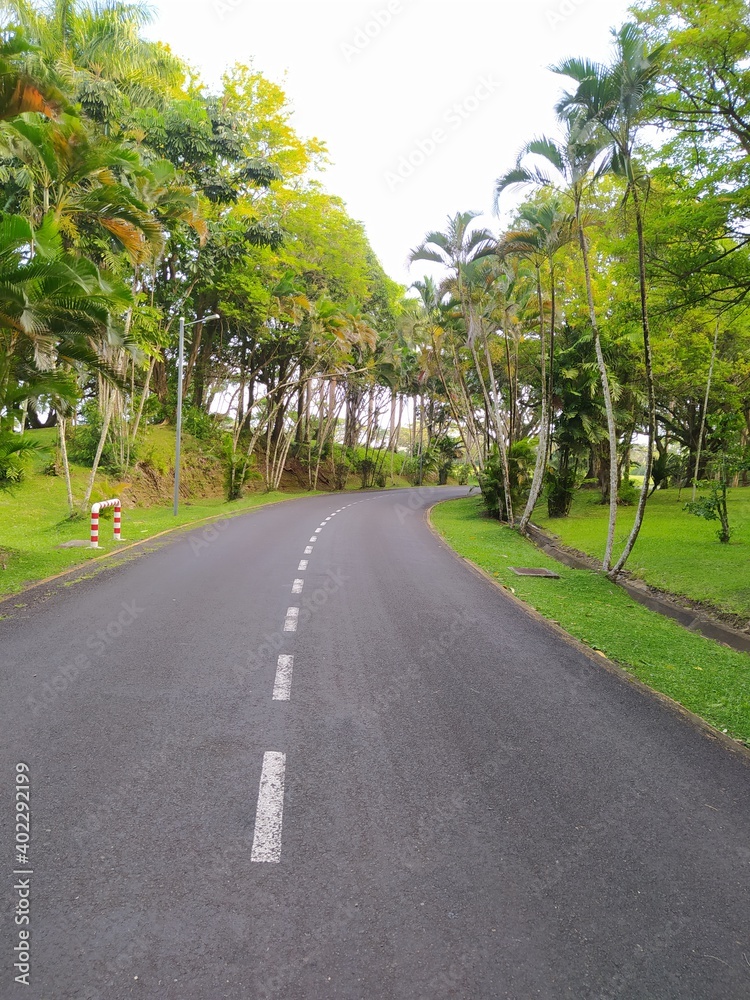 Fototapeta premium road lined by trees