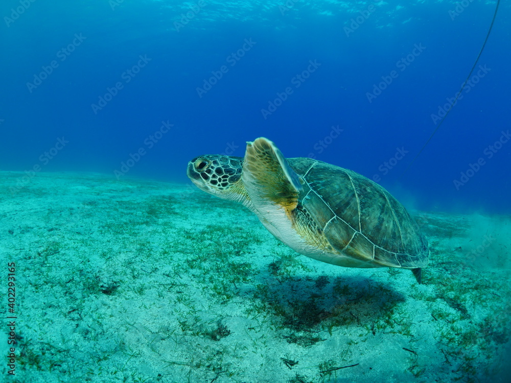Obraz premium turtle underwater swim blue waters slow motion ocean scenery