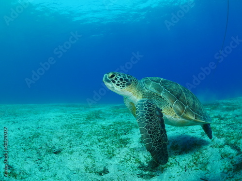 sea turtle underwater green turtle swim blue water © underocean