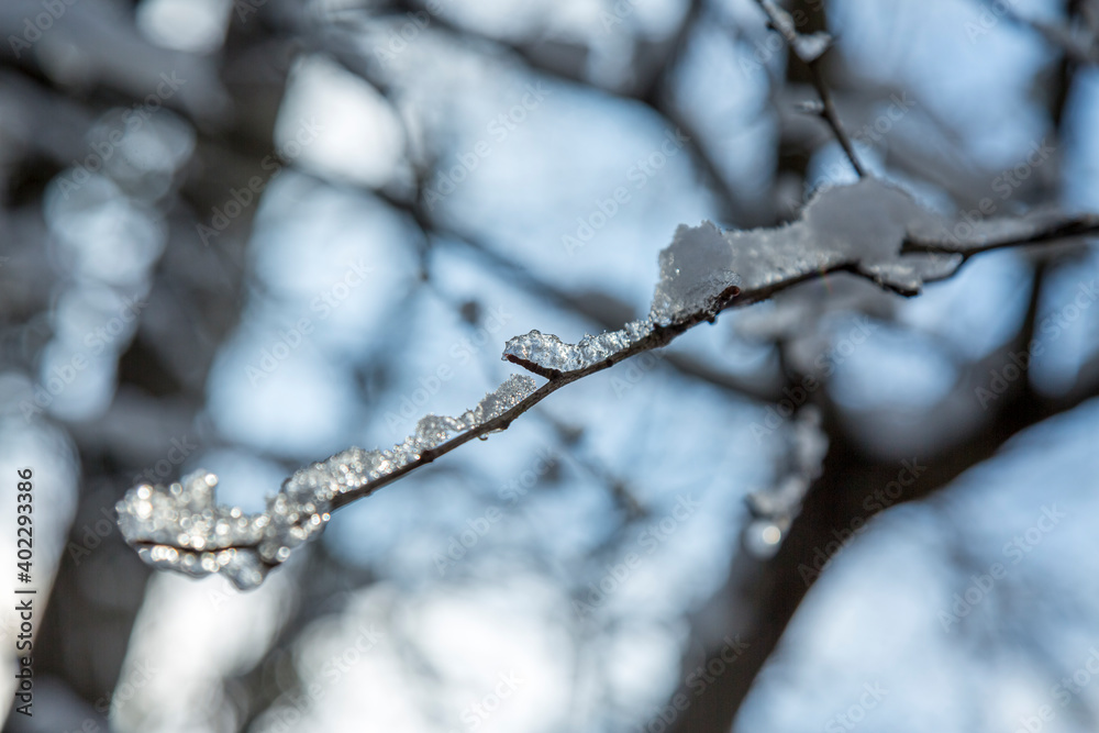 Close-up of tree branches covered with hoarfrost. Snowing. Selective focus.