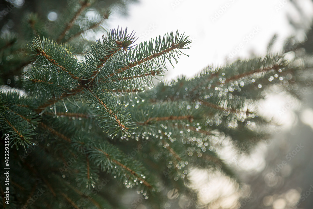 Close-up of Pine branches with dewdrops on needles in a sunlight.