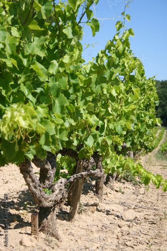 grape vines in vineyard