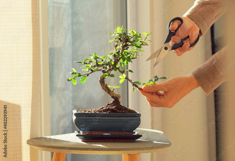 Fotobehang Bonsai Hand cutting leaves of a bonsai ficus plant, keeping the  plant in shape. #402293941
