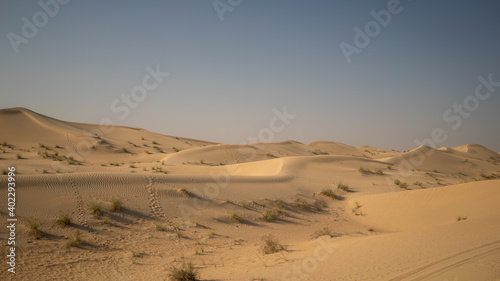 sand dunes in the park © junie