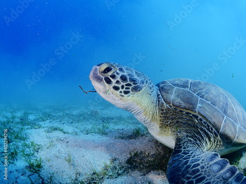 sea turtle underwater green turtle swim blue water © underocean