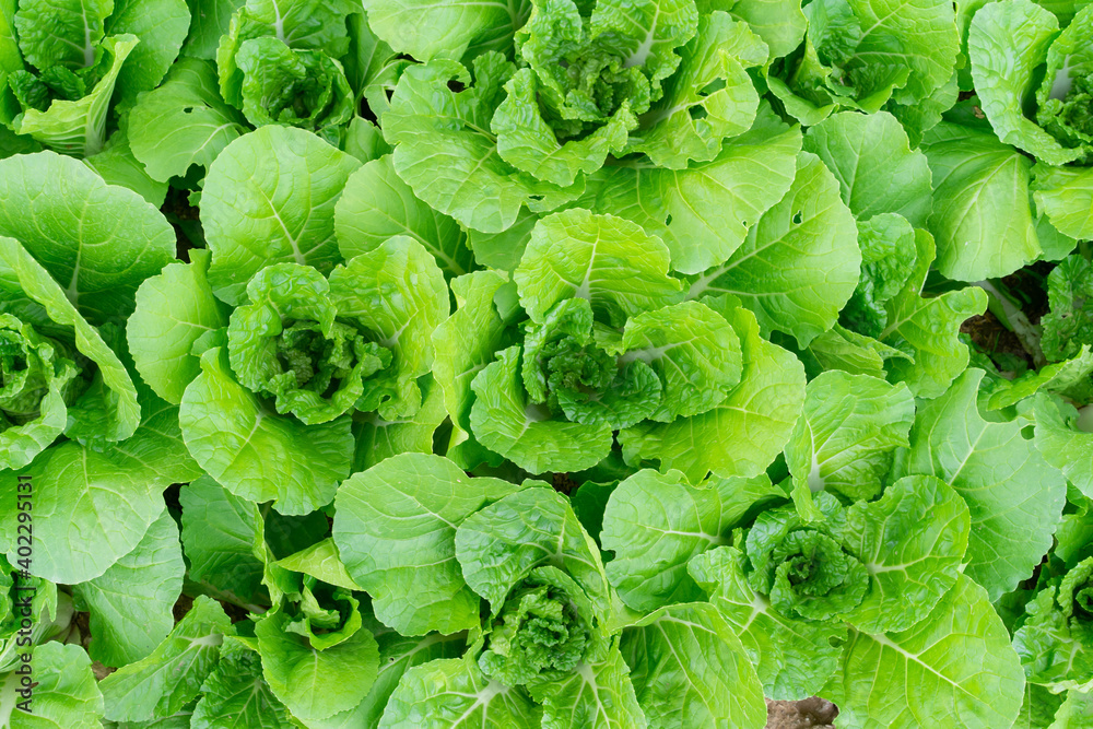 close up top view on asian kale leaf vegetable at organic farm for agriculture industry and vegetarian food lifestyle concept close up top view on asian kale leaf vegetable at organic farm for agriculture industry and vegetarian food lifestyle concept