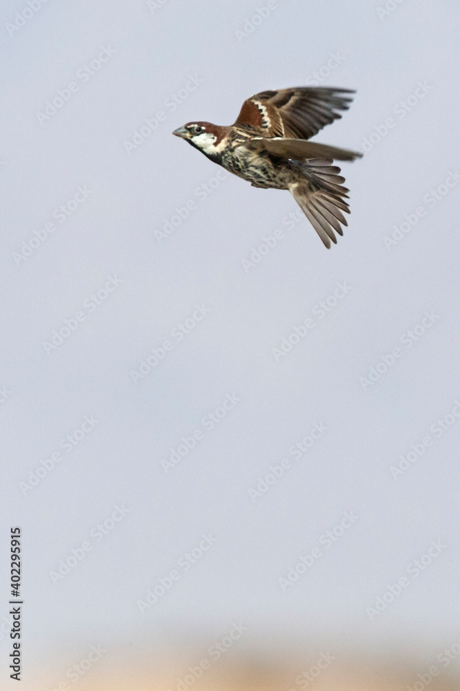 Fototapeta premium Spaanse Mus, Spanish Sparrow, Passer hispaniolensis