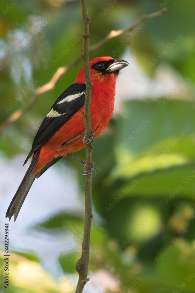 Fototapeta premium White-winged Tanager, Piranga leucoptera
