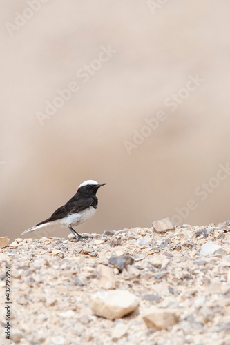 Monnikstapuit, Hooded Wheatear, Oenanthe monacha photo
