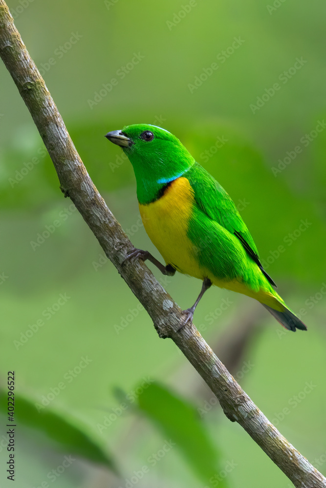 Blue-crowned Chlorophonia, Chlorophonia occipitalis