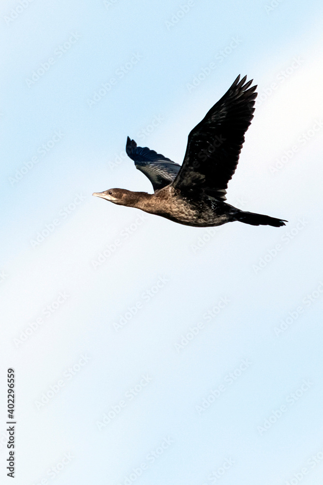 Fototapeta premium Pygmy Cormorant, Microcarbo pygmaeus