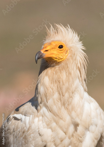 Egyptian Vulture, Neophron percnopterus