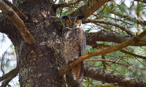 owl on a tree