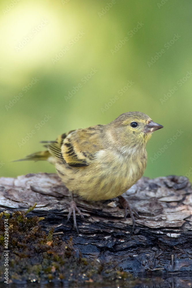 Citril Finch, Serinus citrinella Citril Finch, Serinus citrinella