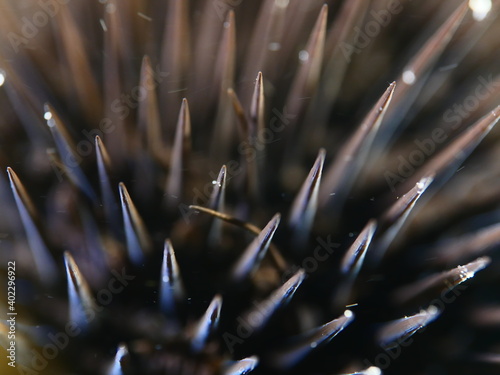 sea urchin close up underwater spines ocean scenery macro shot photo