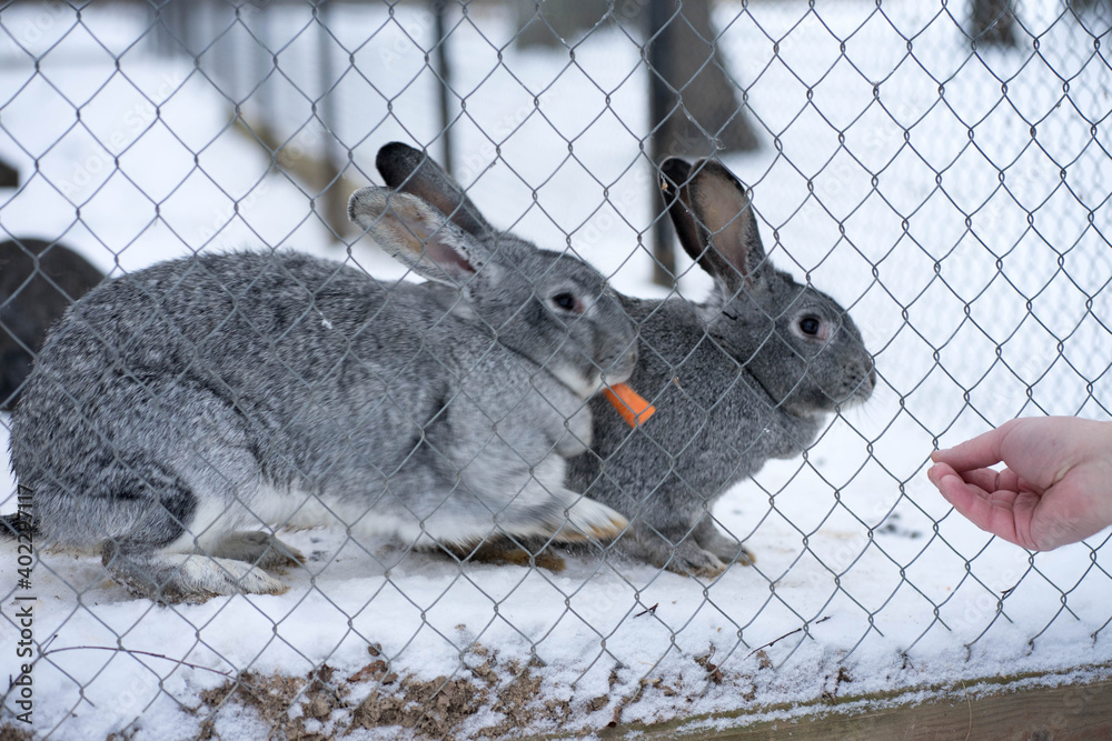 Obraz premium gray rabbit sitting behind a cage in the snow