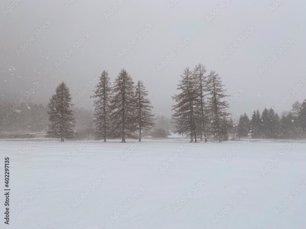snow storm in Folgaria, Trentino, winter season, trees