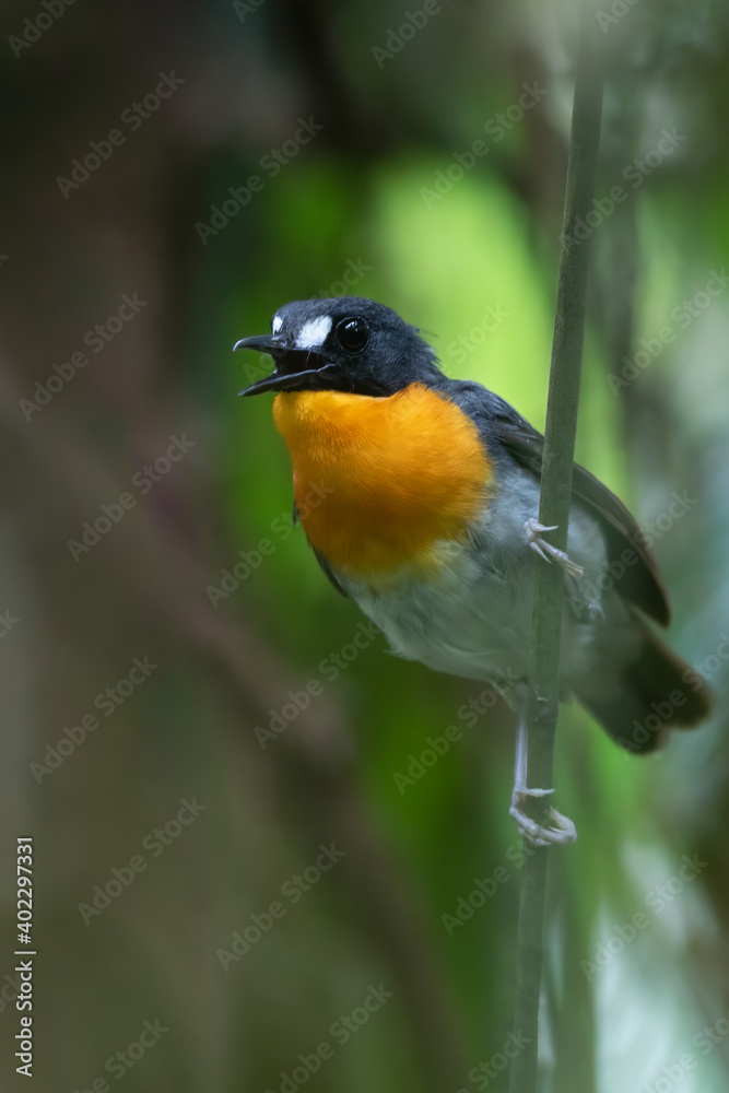 Orange-breasted Forest Robin, Stiphrornis erythrothorax gabonensis