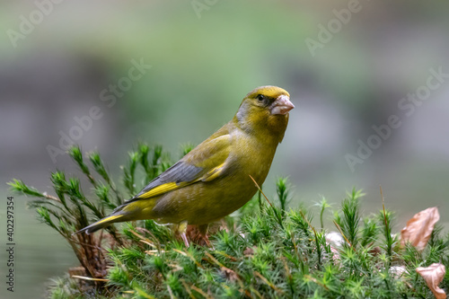 European greenfinch (Chloris chloris) in the forest of Noord Brabant in the Netherlands.